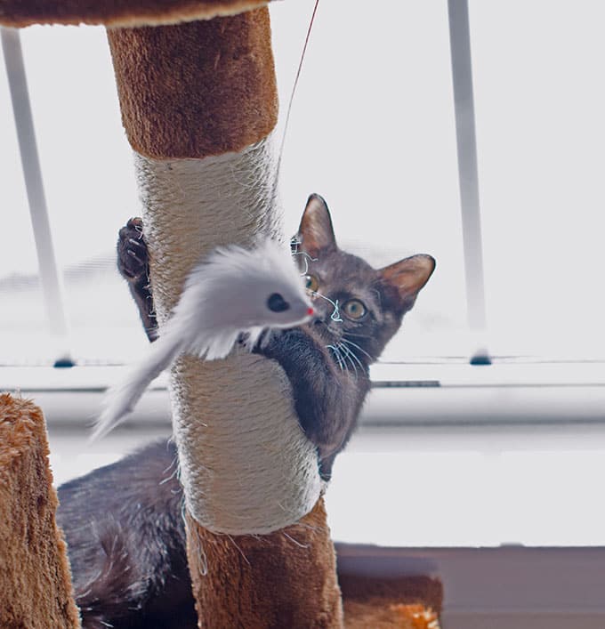 Black Kitten Playing On Cat Tree