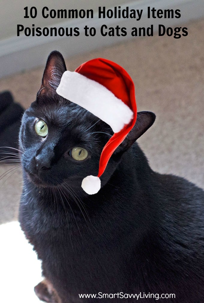 10 Common Holiday Items Poisonous to Cats and Dogs