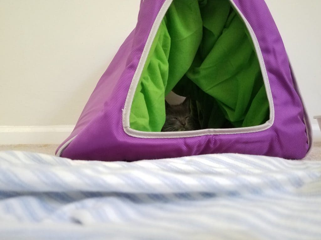 10+ Things To Donate To Animal Shelters