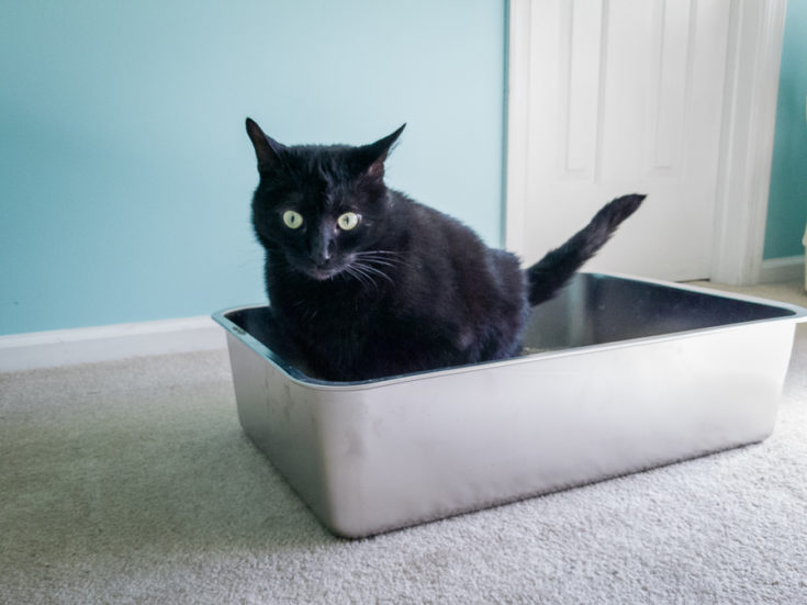 iPrimio Stainless Steel Litter Box and Litter Scoop Review