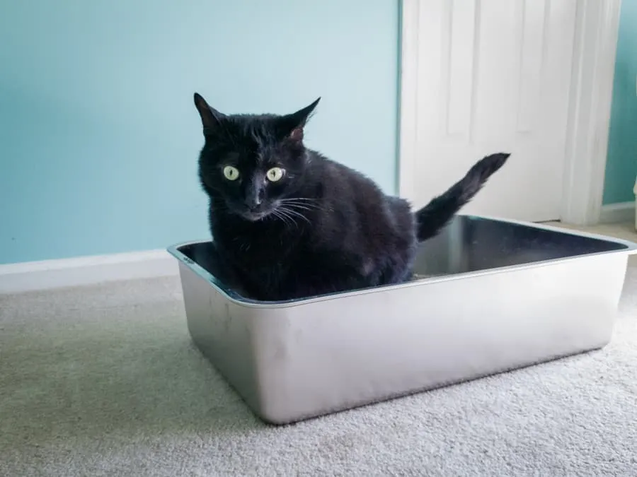 stainless litter box