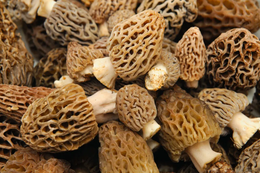 A pile of morel mushrooms.
